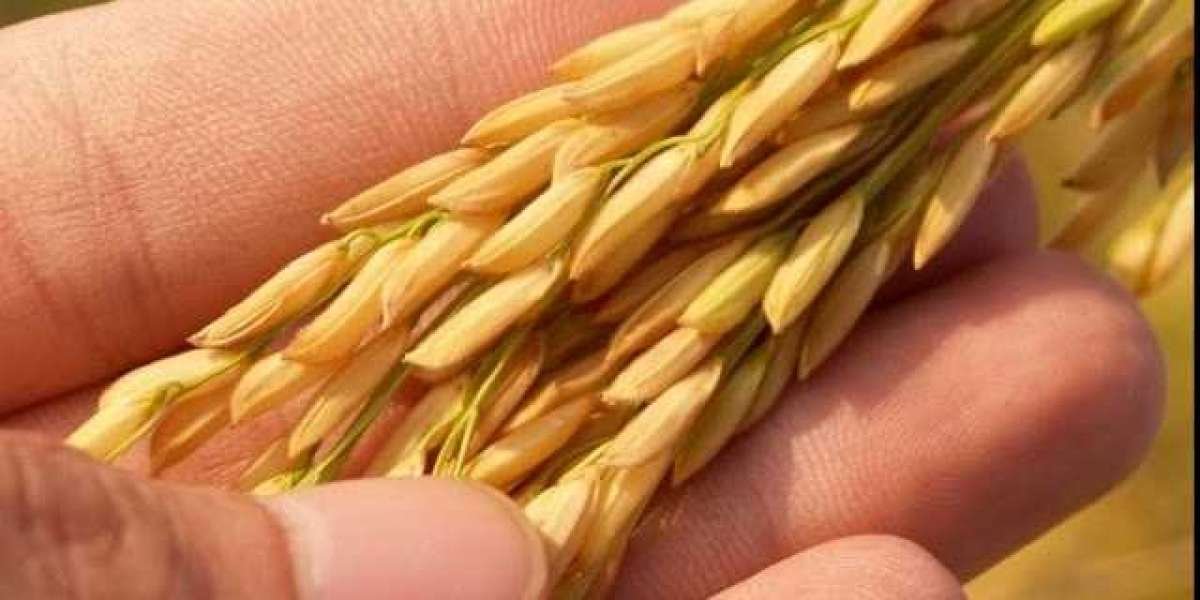 Rice Seed Market Size, Demand, Growth and Forecast 2023-2028